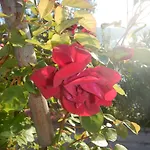 Διαμέρισμα Val's Osljak