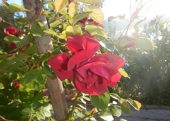 Διαμέρισμα Val's Osljak